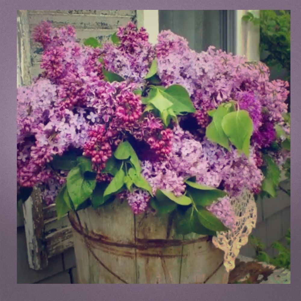 Stop and smell the Lilacs 💜💜